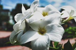 [分析]“六瓣数字消真的有挂吗”(原来确实是有挂)