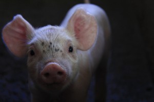 必看教学“小猪对对碰开挂软件”揭秘开挂教程分享