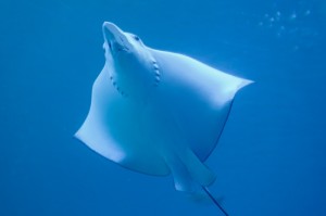 [分享]“鲨鱼互动有没有挂”有挂详细开挂教程