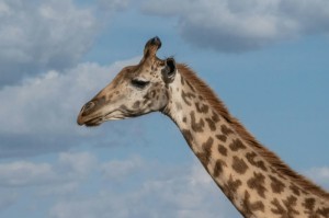 实测分享“新八戒斗牛能开透视挂吗”(其实有挂)