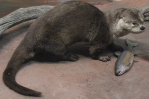 [实测]“越乡游义乌麻将有挂吗”有挂详细开挂教程