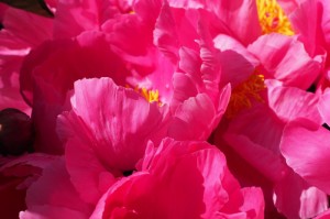 科技重磅消息“樱花炸/金/花有没有挂”［透视曝光猫腻］