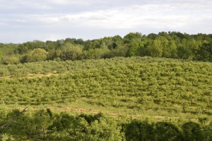 【河北藁城区疫情源头是什么,河北藁城区疫情源头是什么地方】
