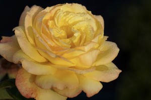 重庆疫情报告最新，动态清零下的山城坚守与温度