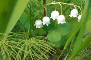 [分享]“欢乐众娱有没有挂”开挂详细教程