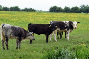 重大通报.“新贝壳牛牛有挂是真的吗”[详细开挂玩法]