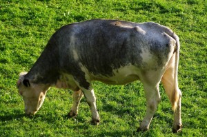 我来教教大家“铭心牛牛透视挂下载”分享真的有挂给你