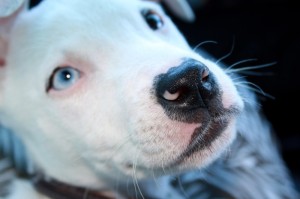 我来教教大家“手机微信斗牛到底有没有透视挂”(确实有挂)