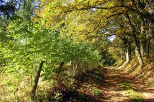疫情最新动态地图消息查询/疫情最新动态地图消息查询北京