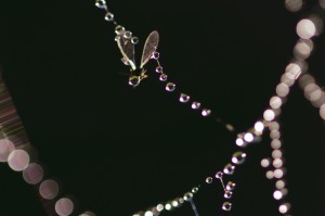 贵州最新疫情动态，新增本土病例持续下降，防控措施科学调整