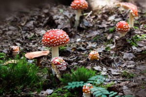 疫情这是什么病毒啊/疫情这是什么病毒啊图片