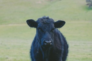 知识科普“新贝壳牛牛竟然有挂”确实有挂