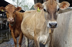 数据总结“欢乐南通麻将到底有挂是真的吗”[开挂辅助教程]