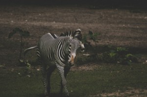 玩家必看攻略“美猴王斗牛究竟有透视挂吗”详细分享开挂步骤