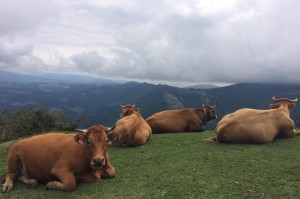 玩家攻略科普“新永和牛牛是不是有挂”［太坑了果然有挂］