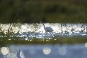 重大消息“秋水佳人有没有挂”(确实有挂)