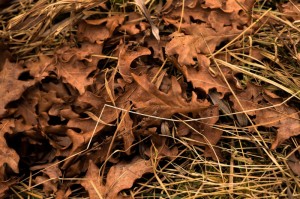 非洲疫情是什么病毒毒株呢/非洲疫情是什么病毒毒株呢图片