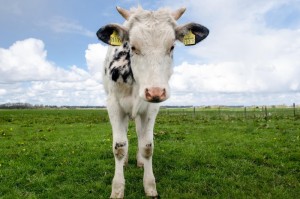 独家发现“战神牛牛真的有挂吗”［太坑了原来有挂］