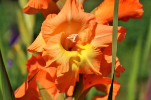 重大通报.“桃花庄有没有挂”(确实真的有挂)